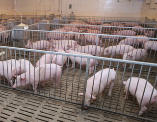 Ціни на живець свиней стабілізувалися
